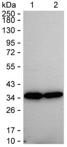 PSMA1